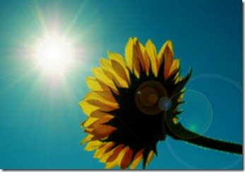 sunflower sun